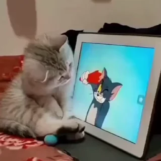 🐱