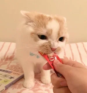 🐱