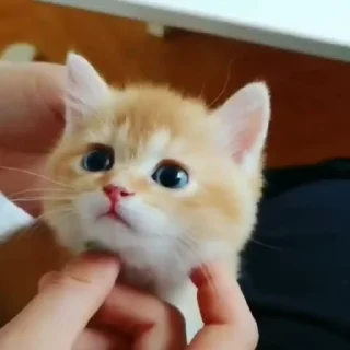 🐈