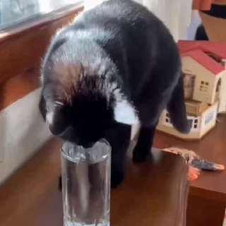🐈