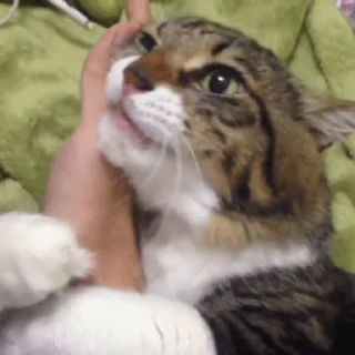 😽