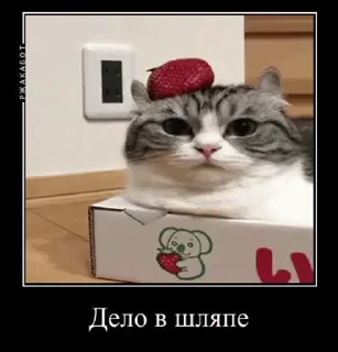 🎩
