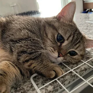 🐈