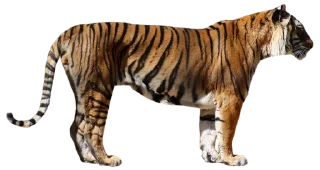 🐅