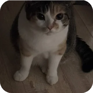 🐱
