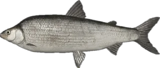 🐟