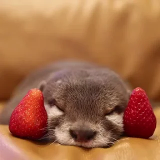 🍓