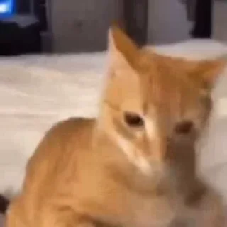 😡