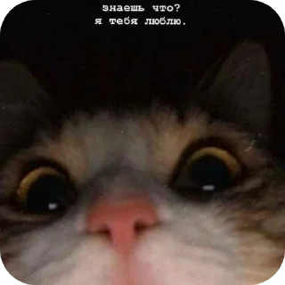 🐱