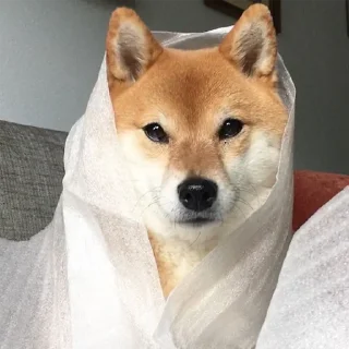 🌮
