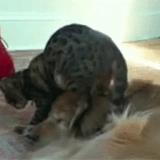 🐱