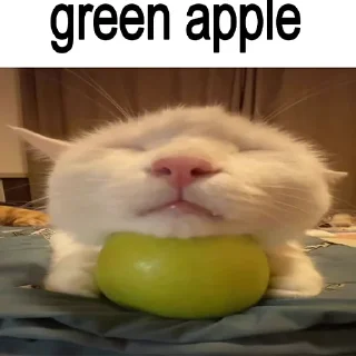 🐈