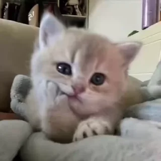 🐾