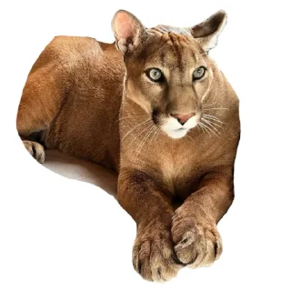 🐱