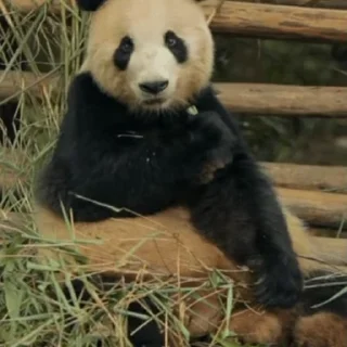 🐼