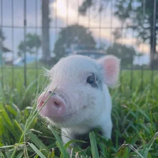🐷