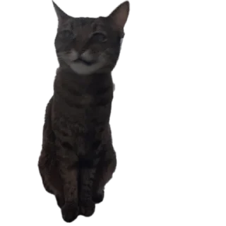 🐱