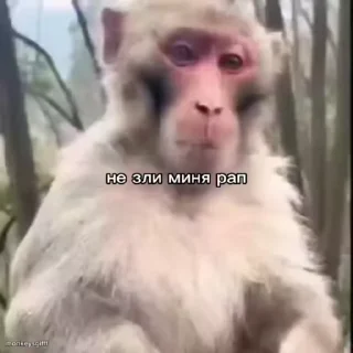 🐵