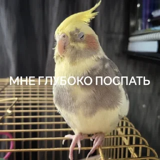 😴