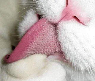 😛