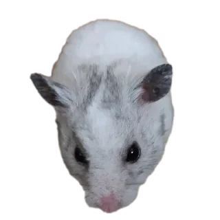 🐱
