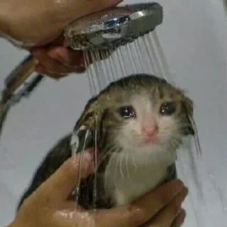 🐈