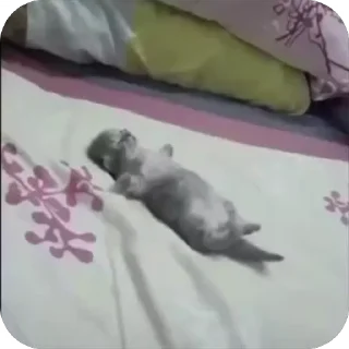 💤