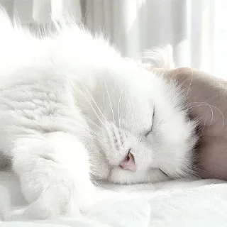 💤
