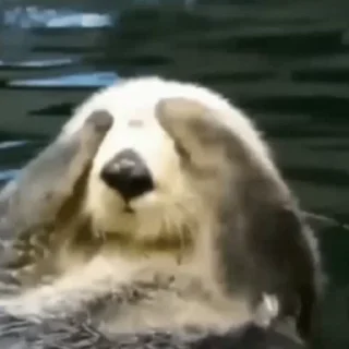 Otters | Выдры @this_is_sticker_party