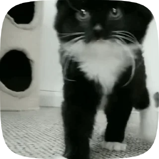 🐾
