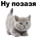 Kittens @stickersb2b