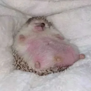 😴