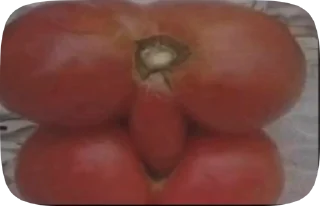 🍅