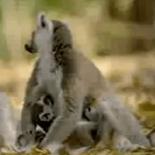 Lemurs  @this_is_sticker_party