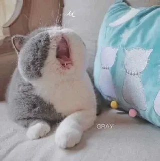 😴