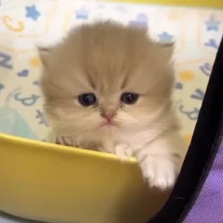 🐱