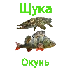 Щука и Окунь