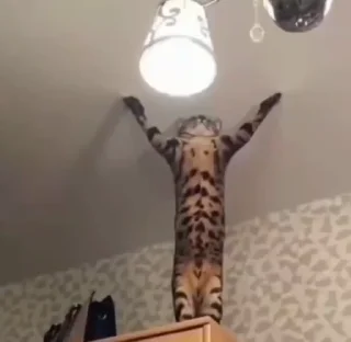 🐈