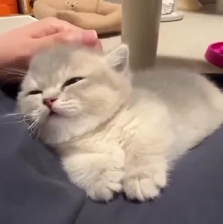 🐱