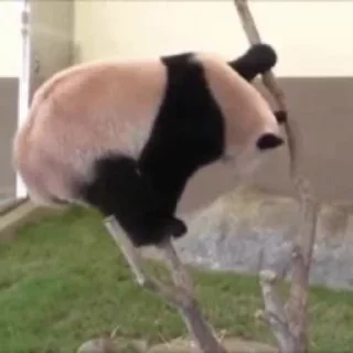🐼