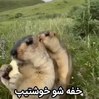 🦫