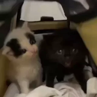 🐈‍⬛