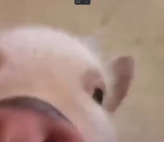 🐷