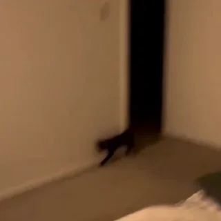 🐈