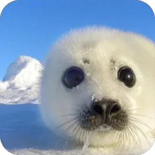 ❄