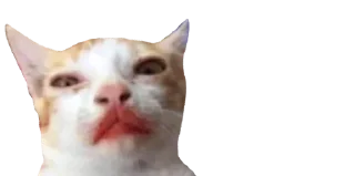 🐈