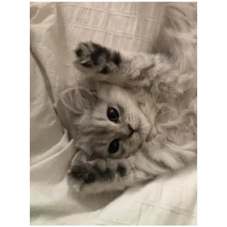 ❤️ котики 🐈