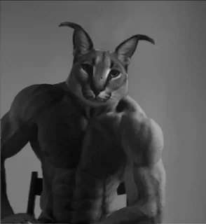 😼