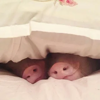 🐽