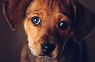🥺